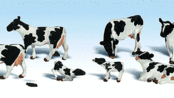 Kor, Holstein